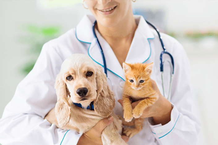 Indenização por gata que fugiu de clínica veterinária é aumentada pelo TJ-SP